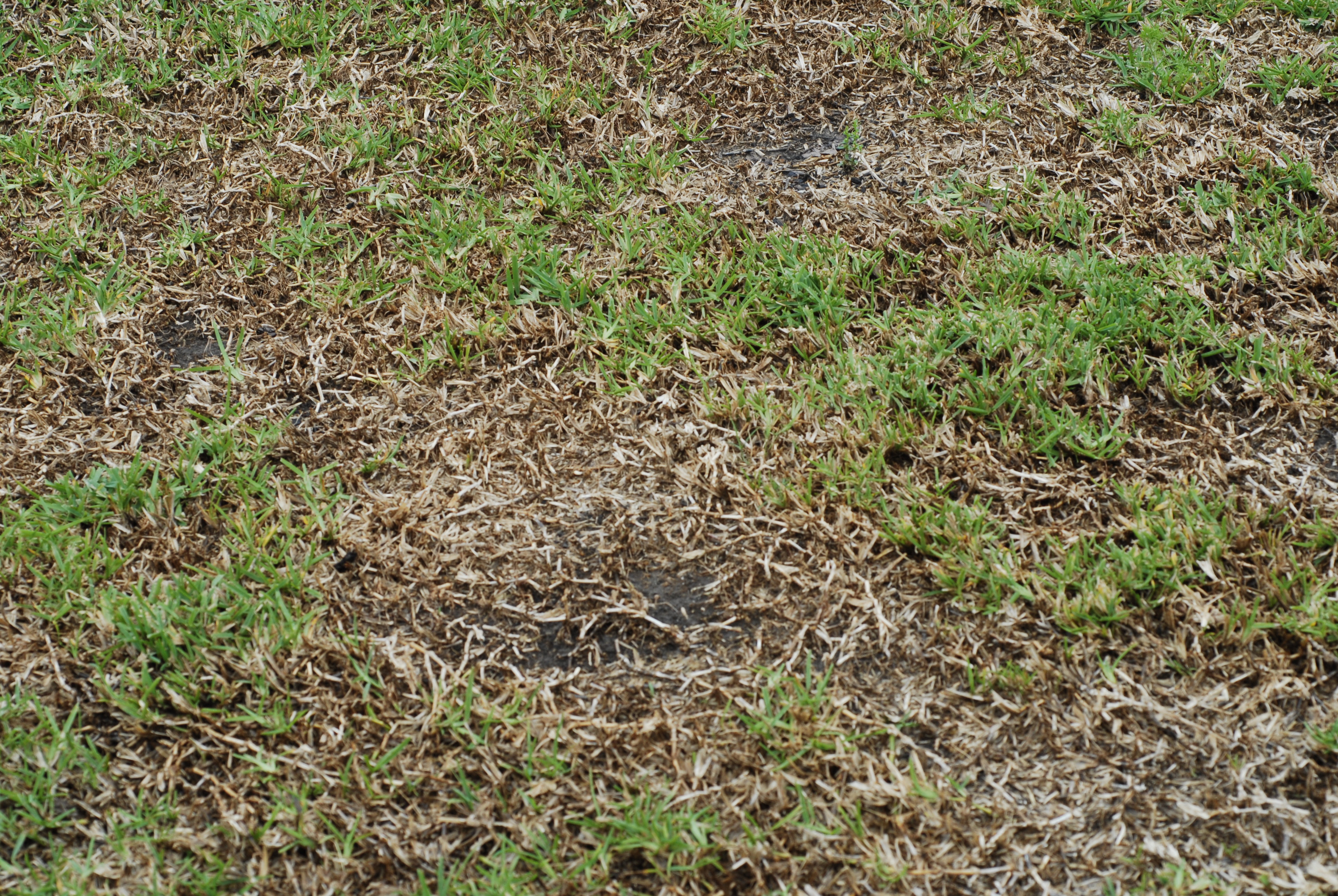 Take-all patch creeping up in Louisiana lawns